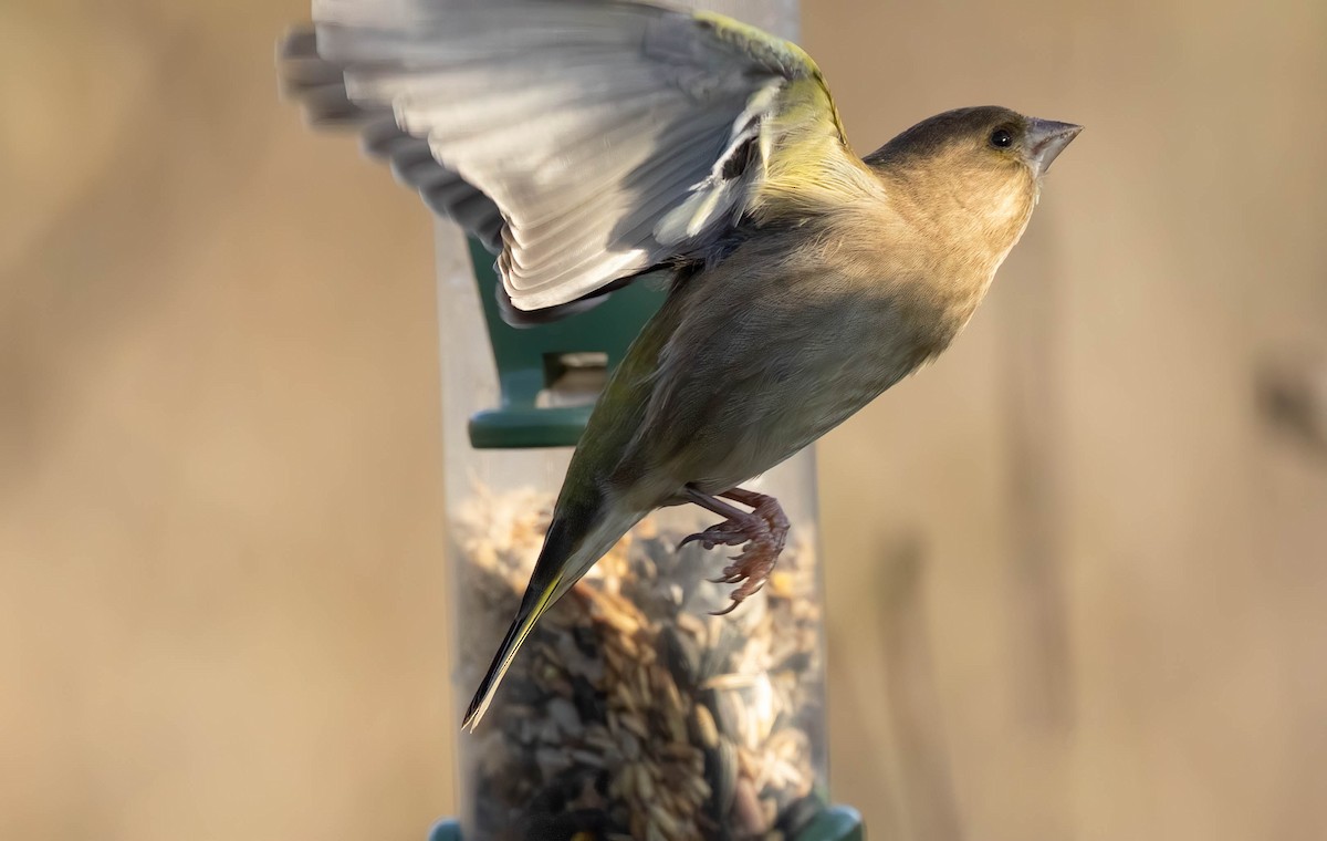 European Greenfinch - ML646301165