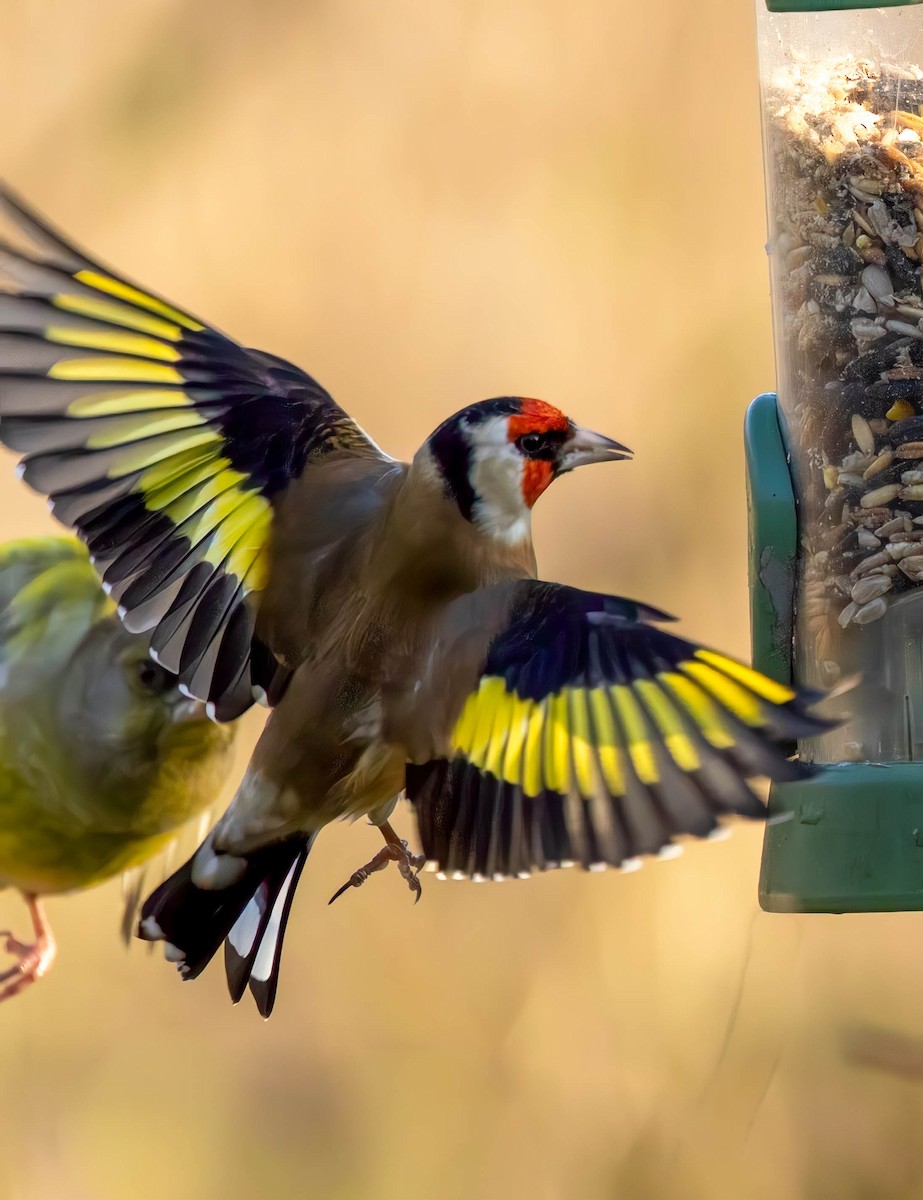 European Goldfinch - ML646301168