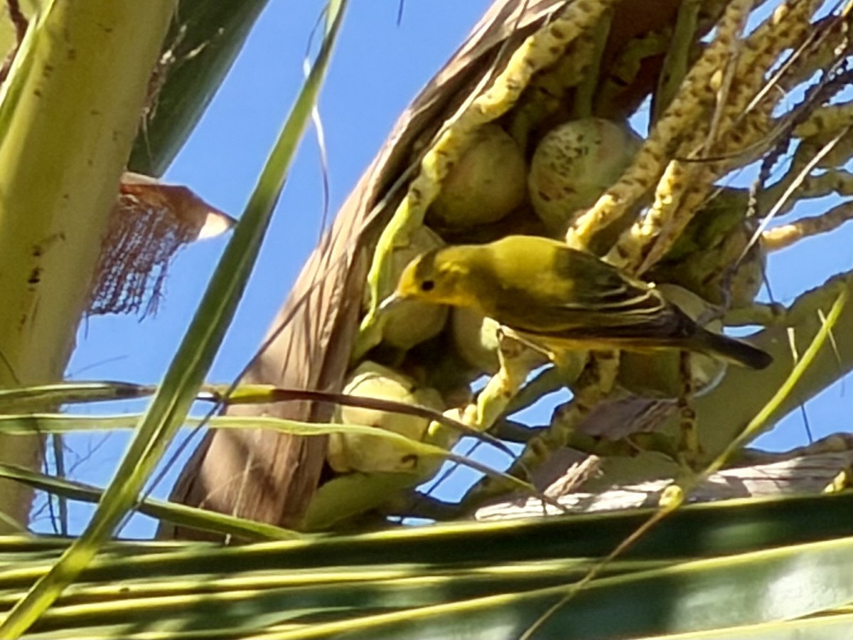 Wilson's Warbler - ML646301175
