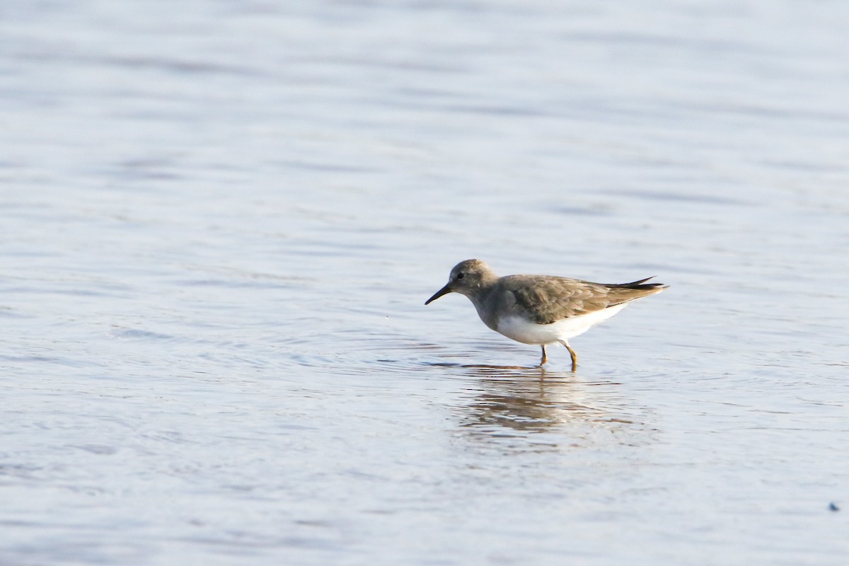 Temminck's Stint - ML646301176