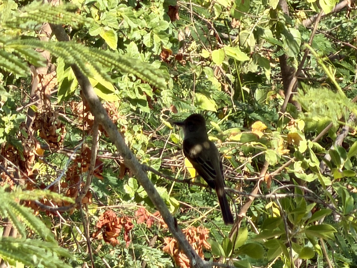 Brown-crested Flycatcher - ML646301186