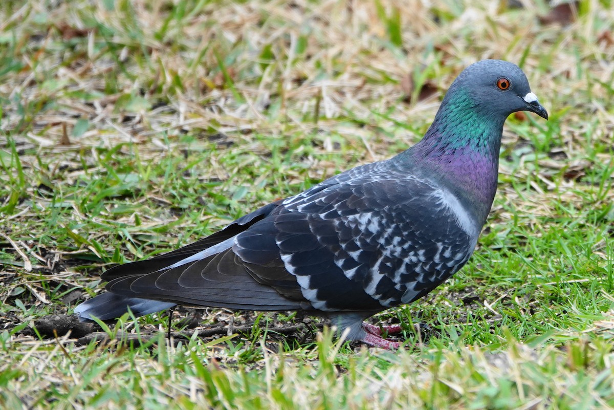 Rock Pigeon (Feral Pigeon) - ML646301191