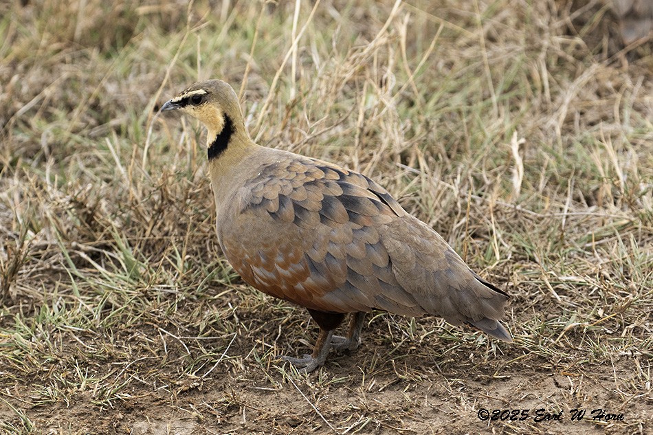 Yellow-throated Sandgrouse - ML646301193