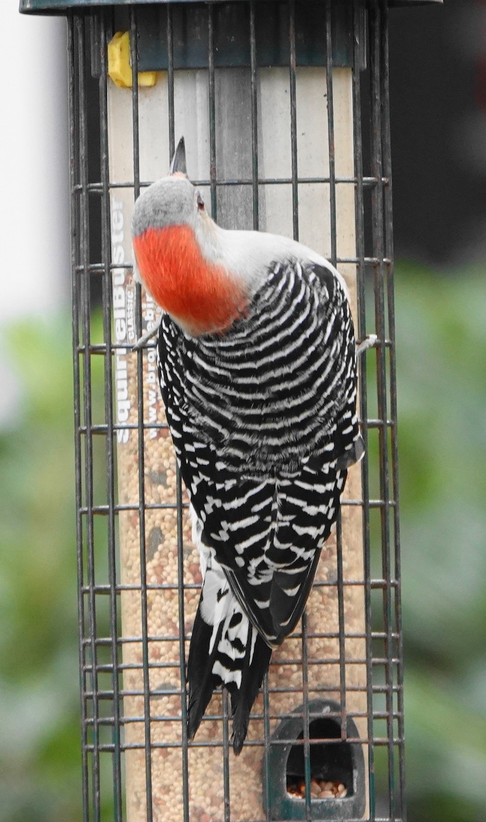 Red-bellied Woodpecker - ML646301197