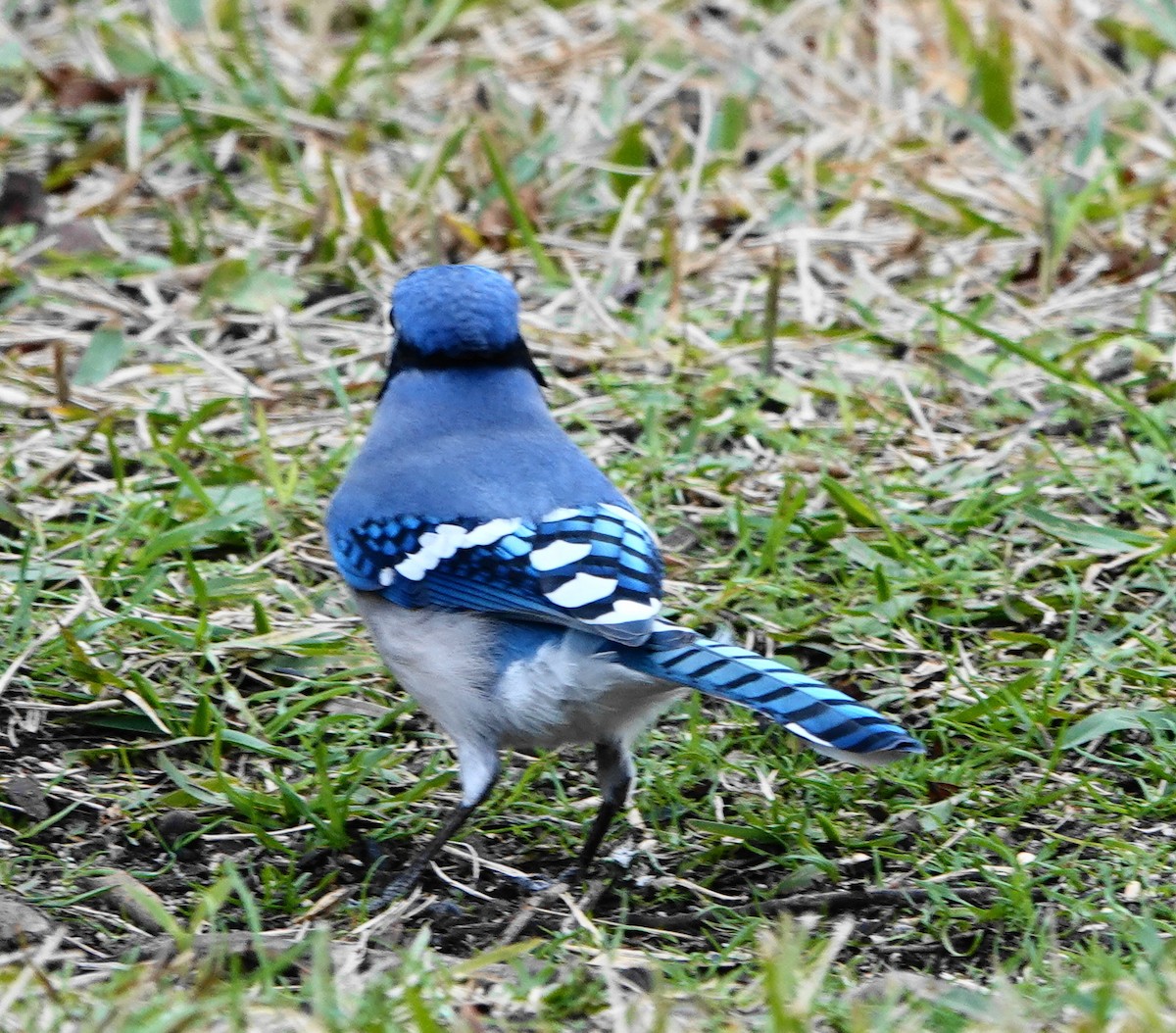 Blue Jay - ML646301200