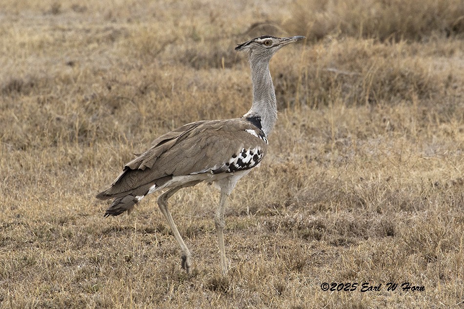 Kori Bustard - ML646301202