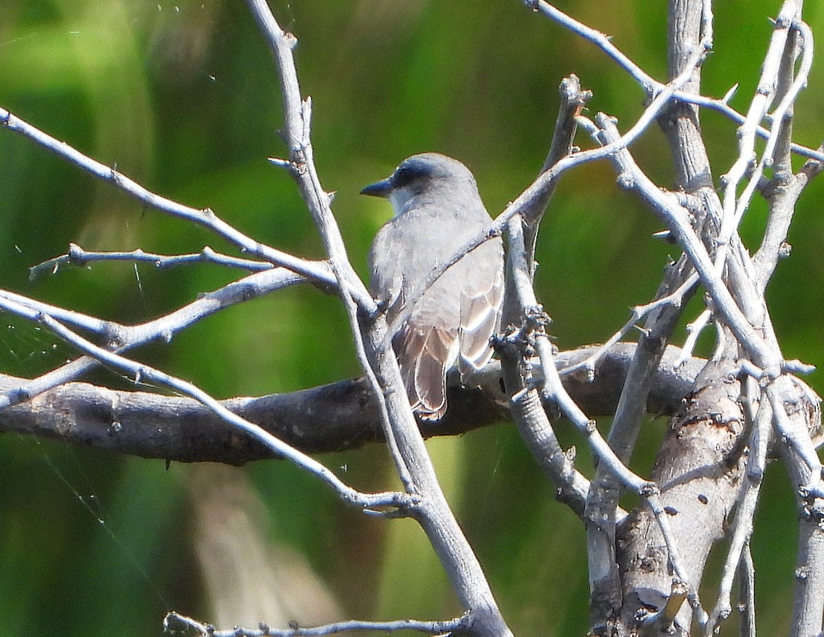 Gray Kingbird - ML646301204