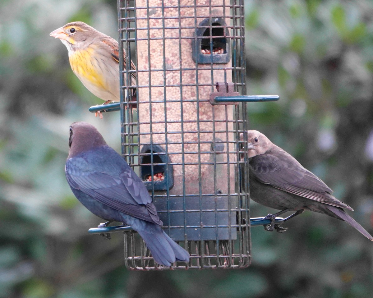 Brown-headed Cowbird - ML646301205