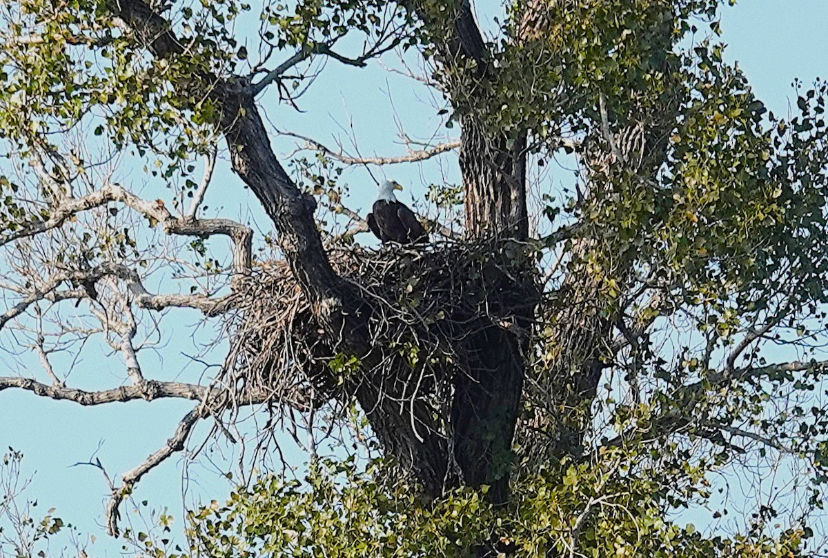 Bald Eagle - ML646301206