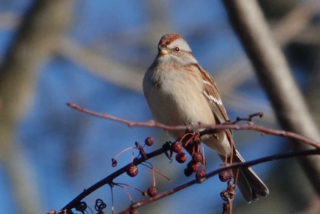 American Tree Sparrow - ML646301210