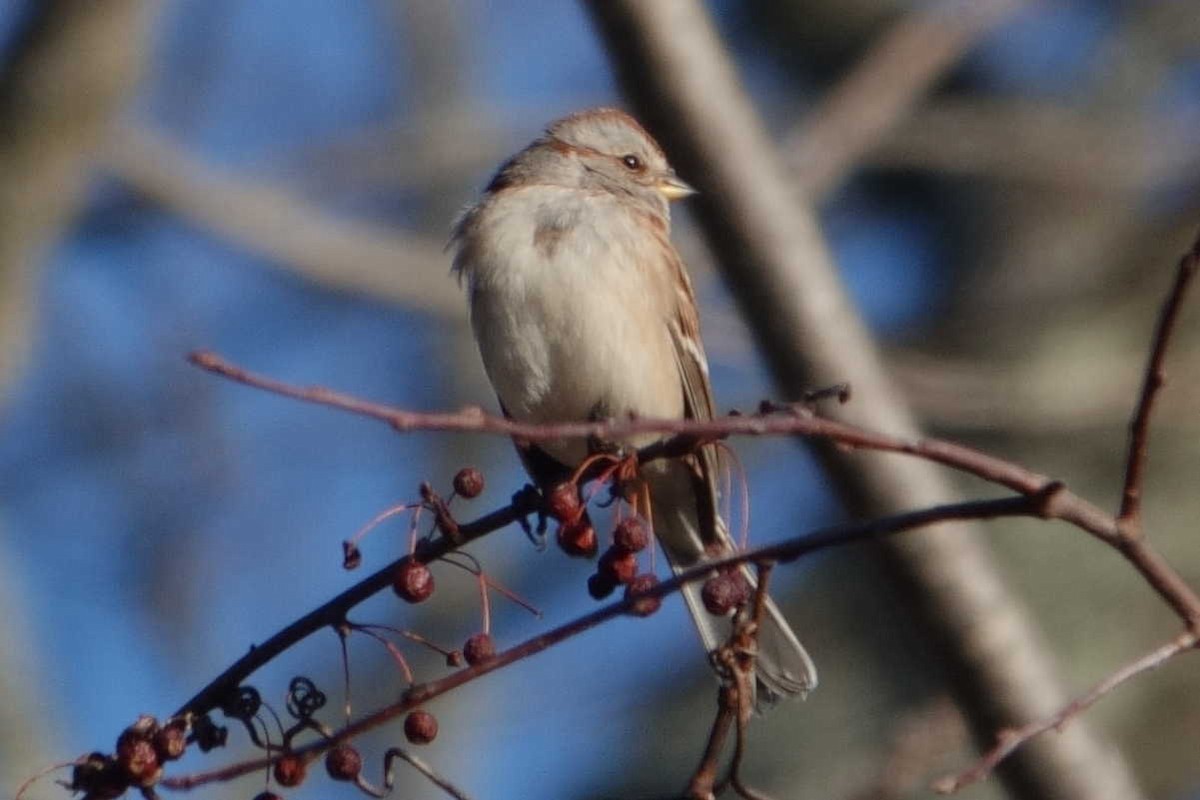 American Tree Sparrow - ML646301211