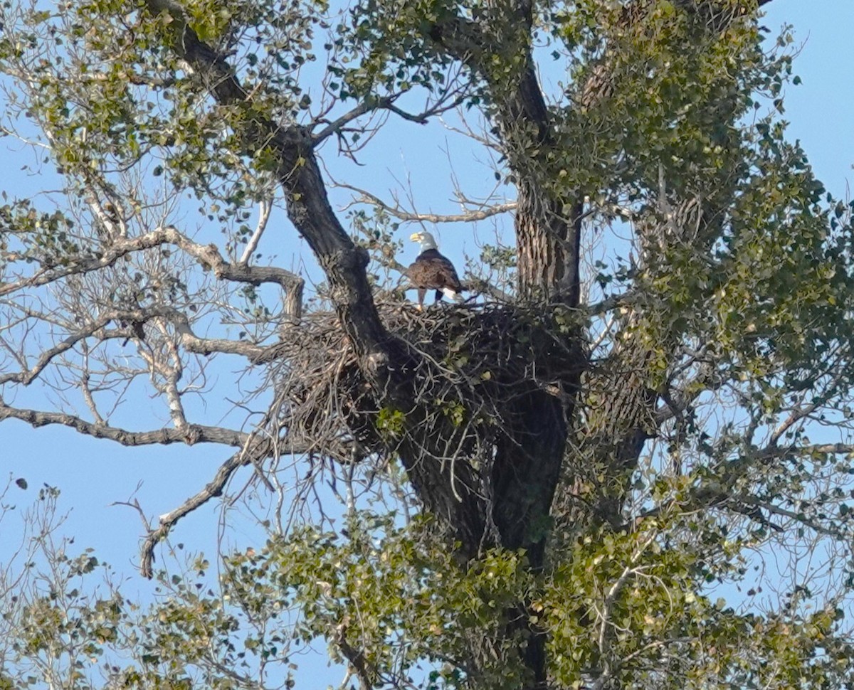 Bald Eagle - ML646301217