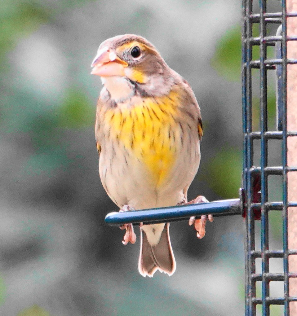 Dickcissel - ML646301218