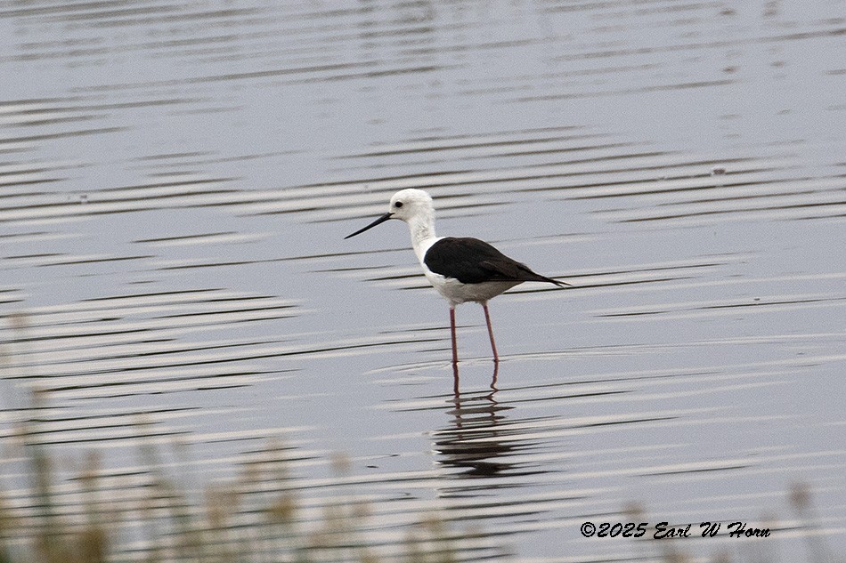 Black-winged Stilt - ML646301219