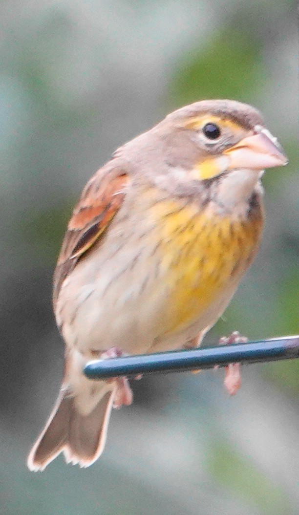 Dickcissel - ML646301224