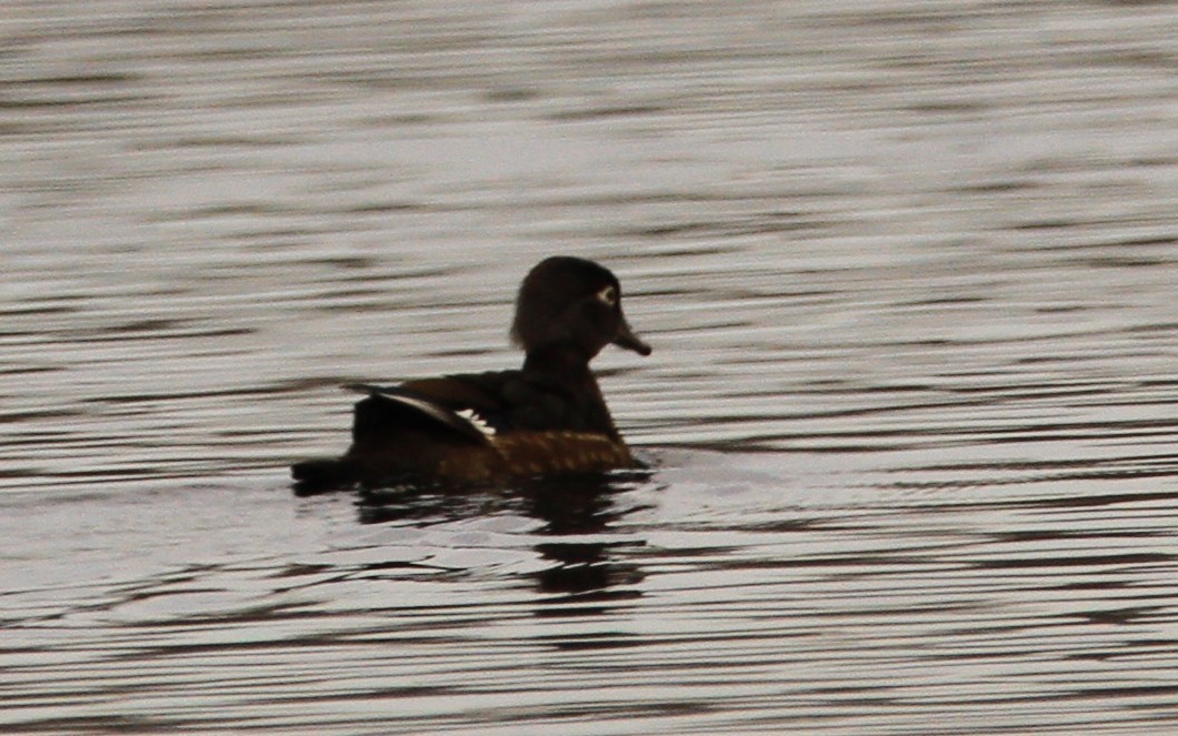 Wood Duck - ML646301227