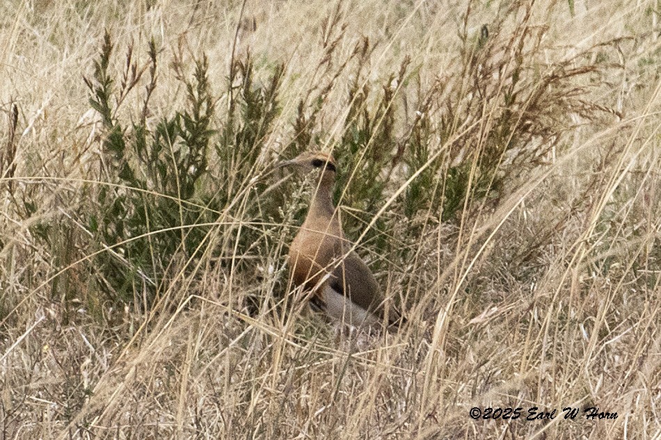 Temminck's Courser - ML646301228