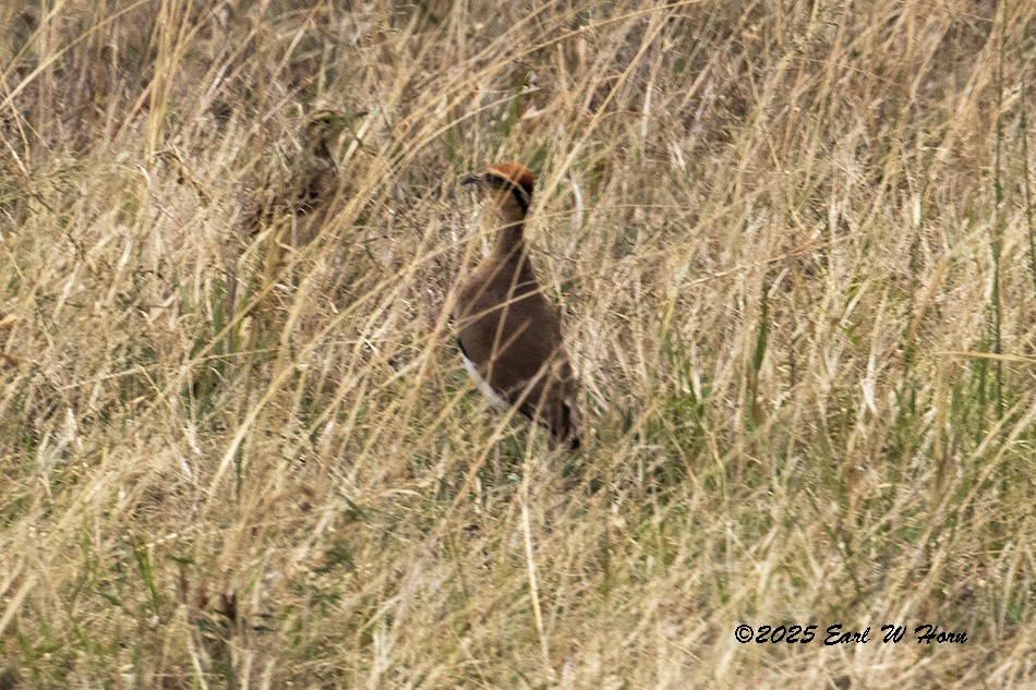 Temminck's Courser - ML646301229