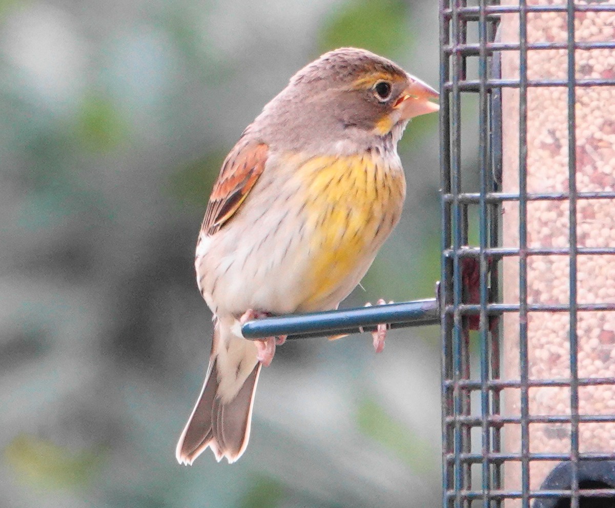 Dickcissel - ML646301230