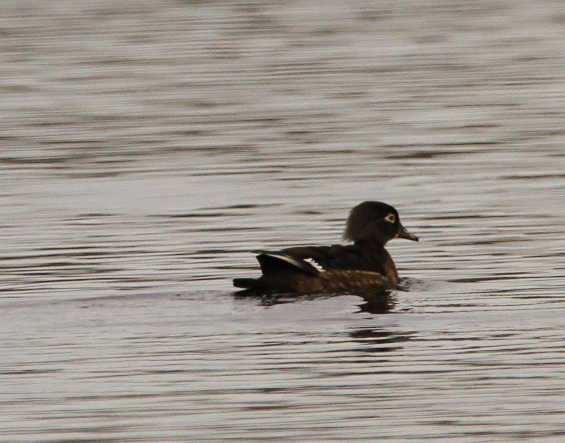 Wood Duck - ML646301236