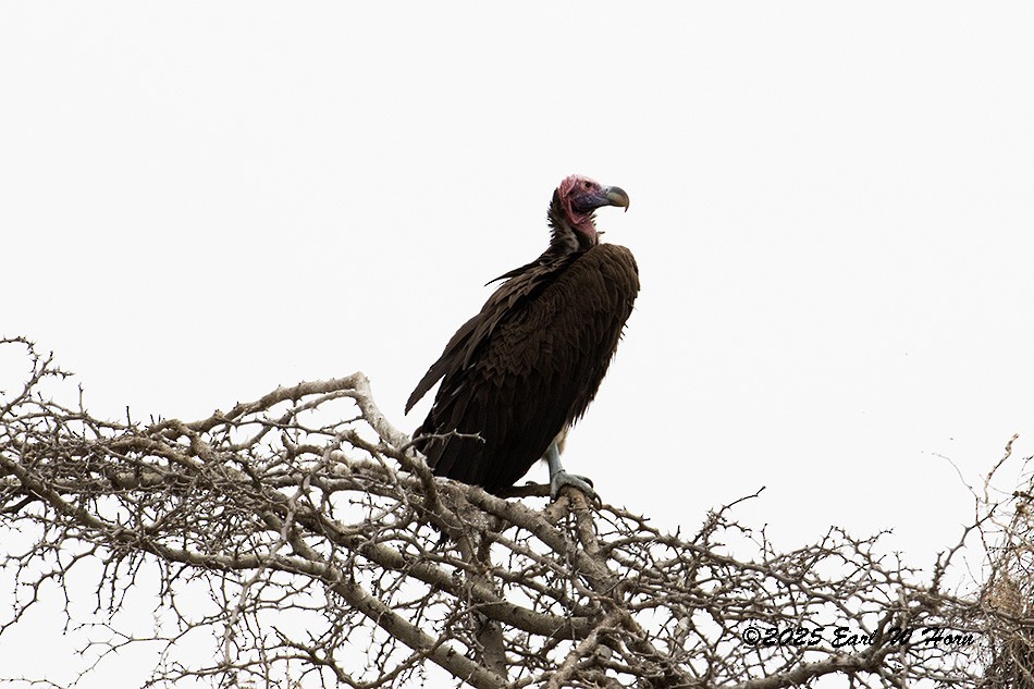 Lappet-faced Vulture - ML646301242