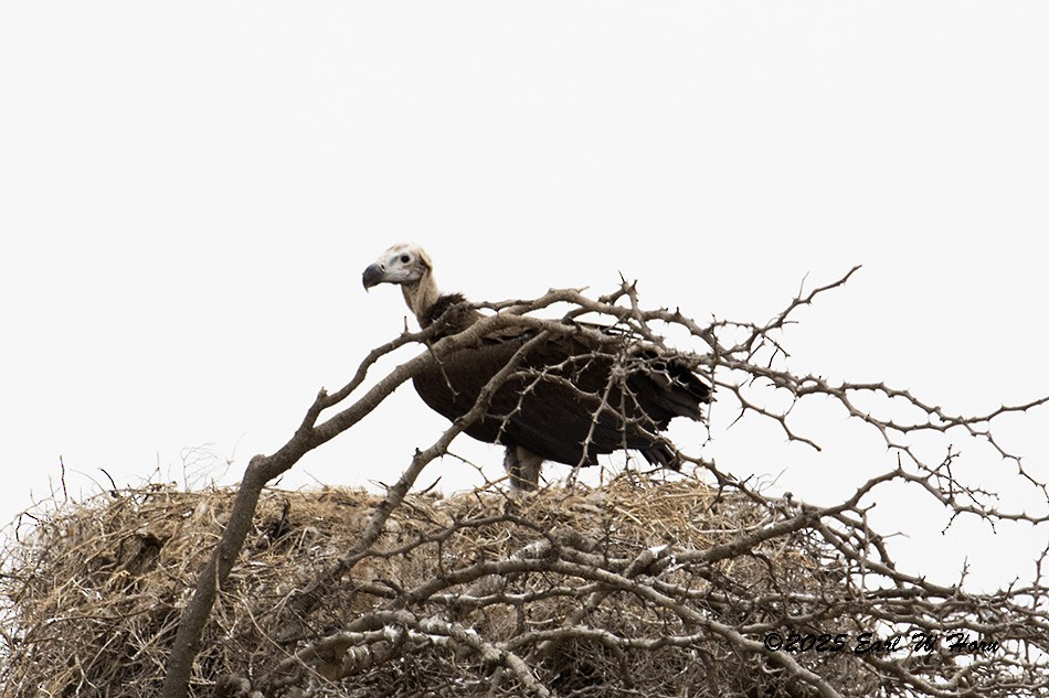 Lappet-faced Vulture - ML646301243