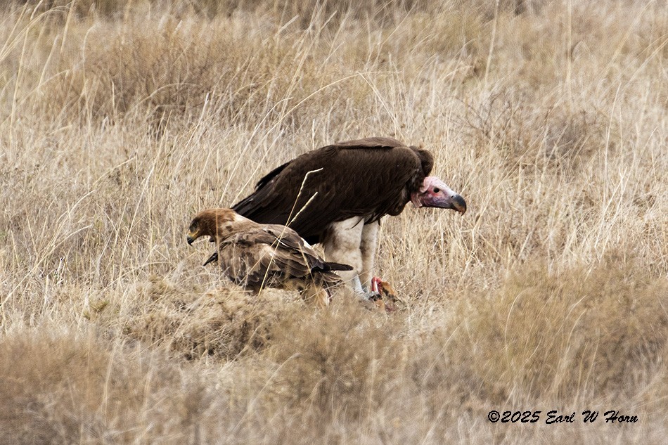 Lappet-faced Vulture - ML646301244