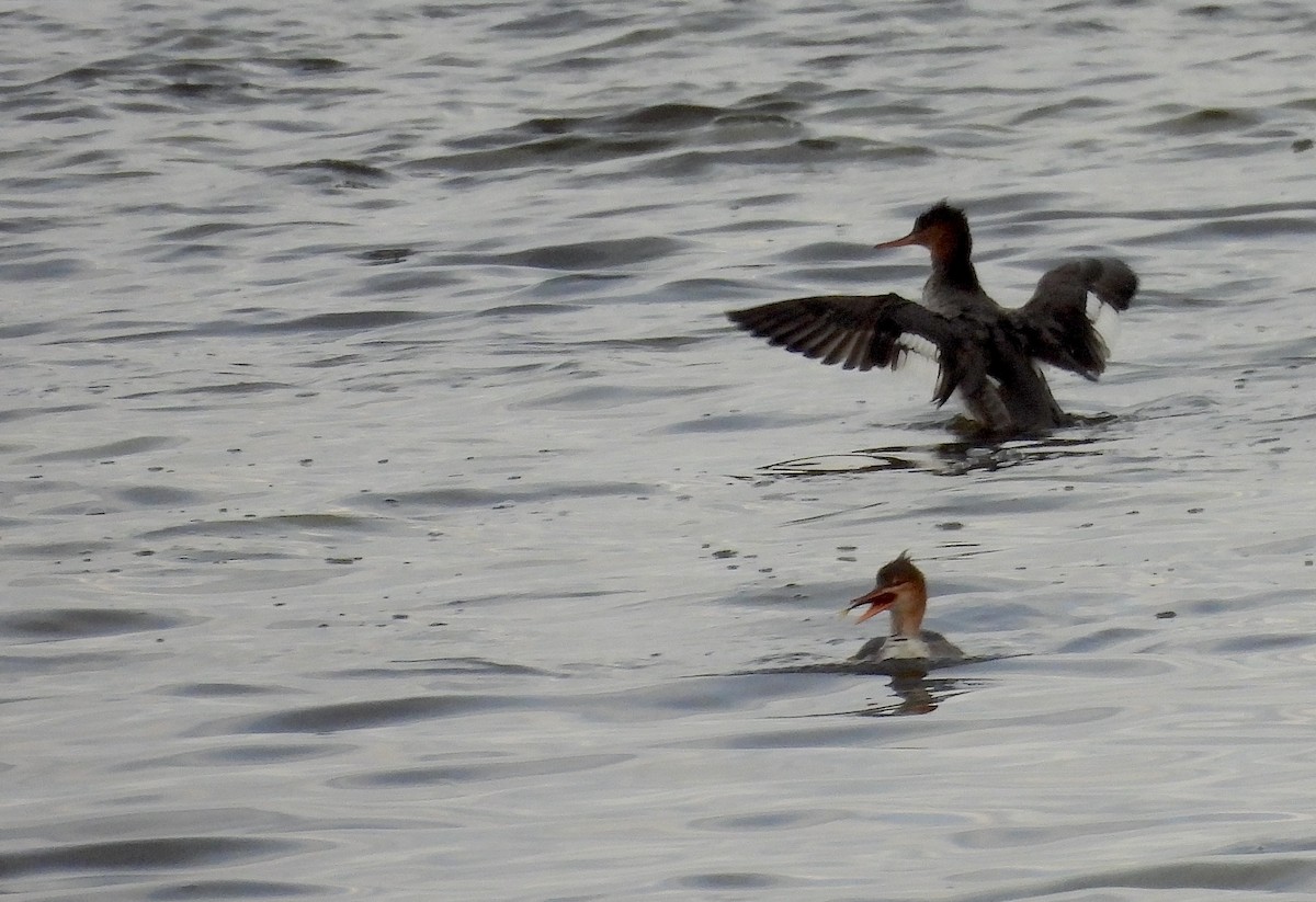 ウミアイサ - ML646301253