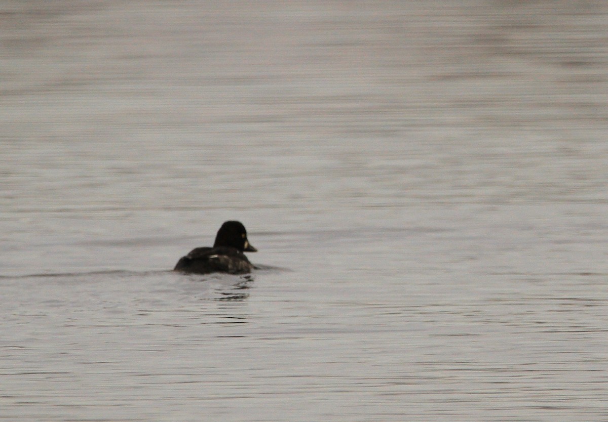 Common Goldeneye - ML646301254