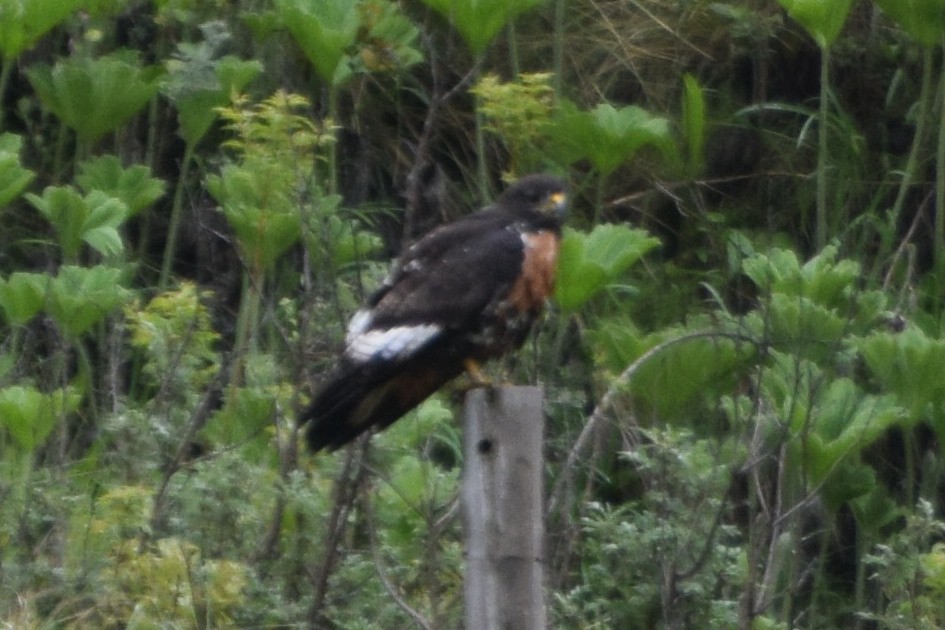 Jackal Buzzard - ML646301260