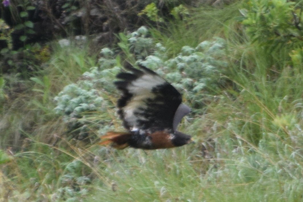 Jackal Buzzard - ML646301261