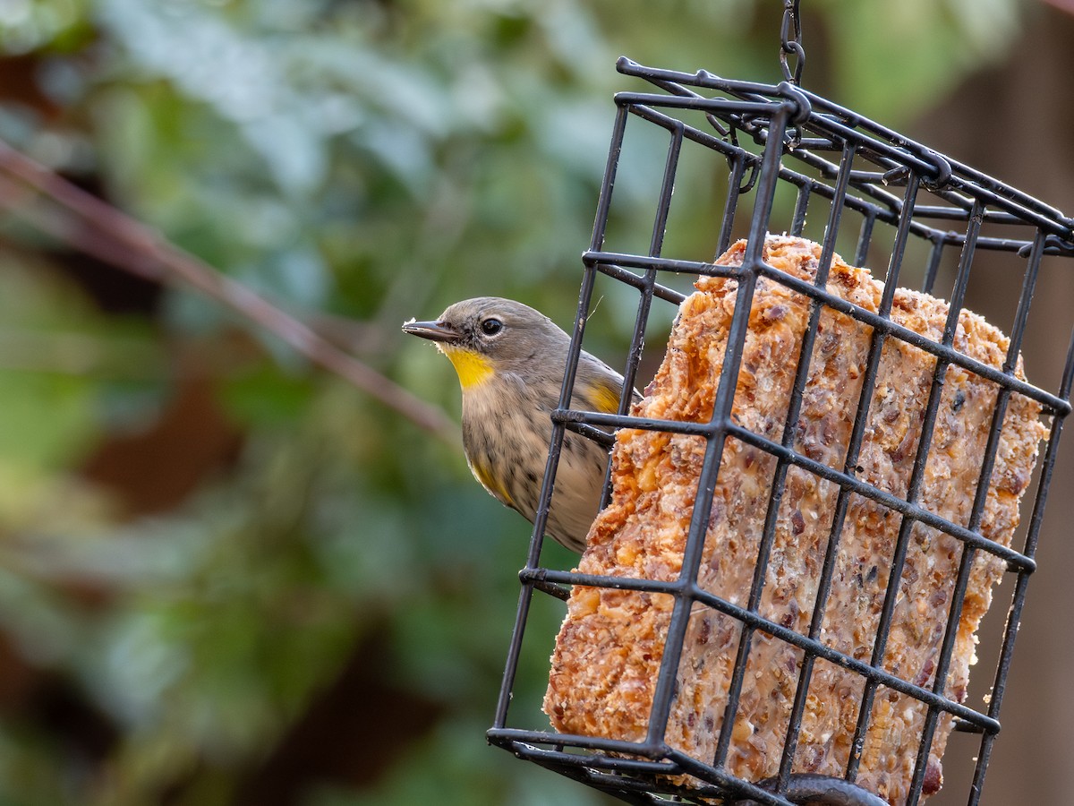 lesňáček žlutoskvrnný - ML646301266