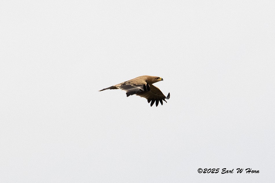 Tawny Eagle - ML646301267