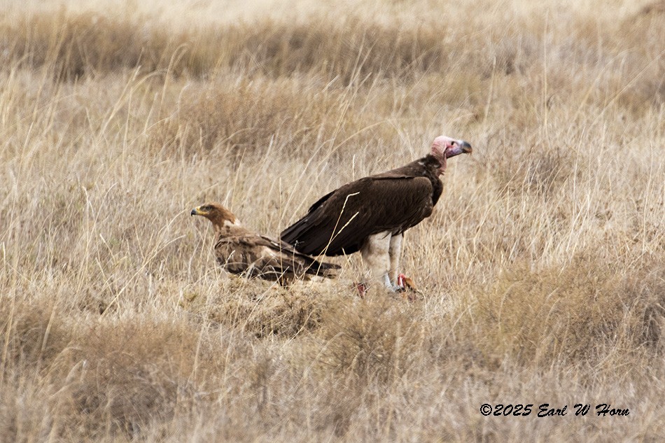 Tawny Eagle - ML646301268