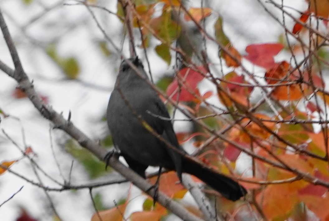 Gray Catbird - ML646301269