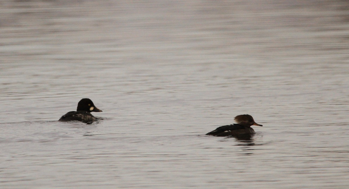 Common Goldeneye - ML646301271