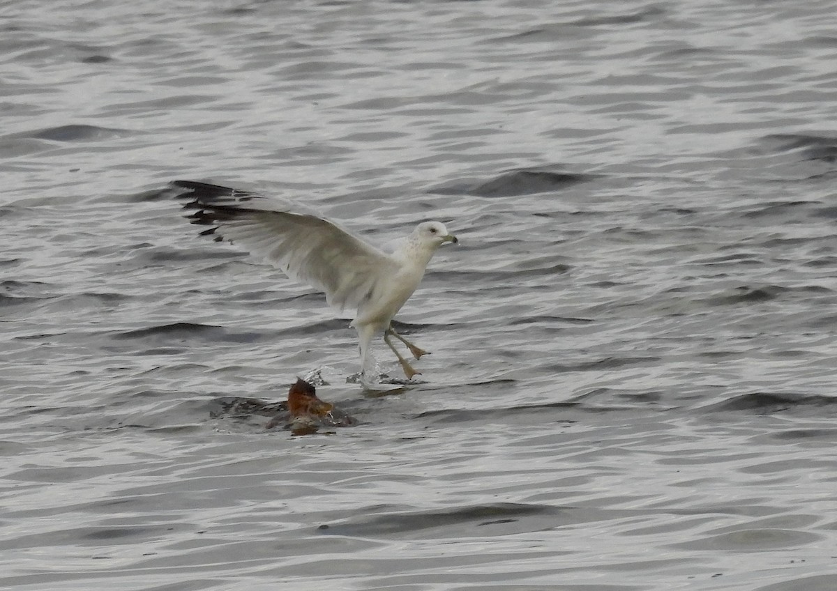 クロワカモメ - ML646301272