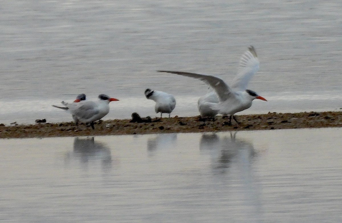 オニアジサシ - ML646301277