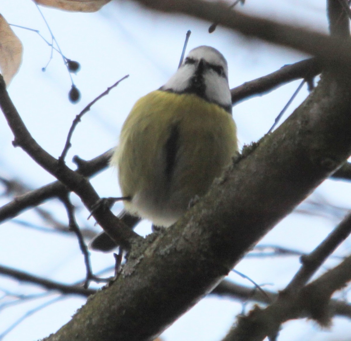 sýkora modřinka - ML646301280