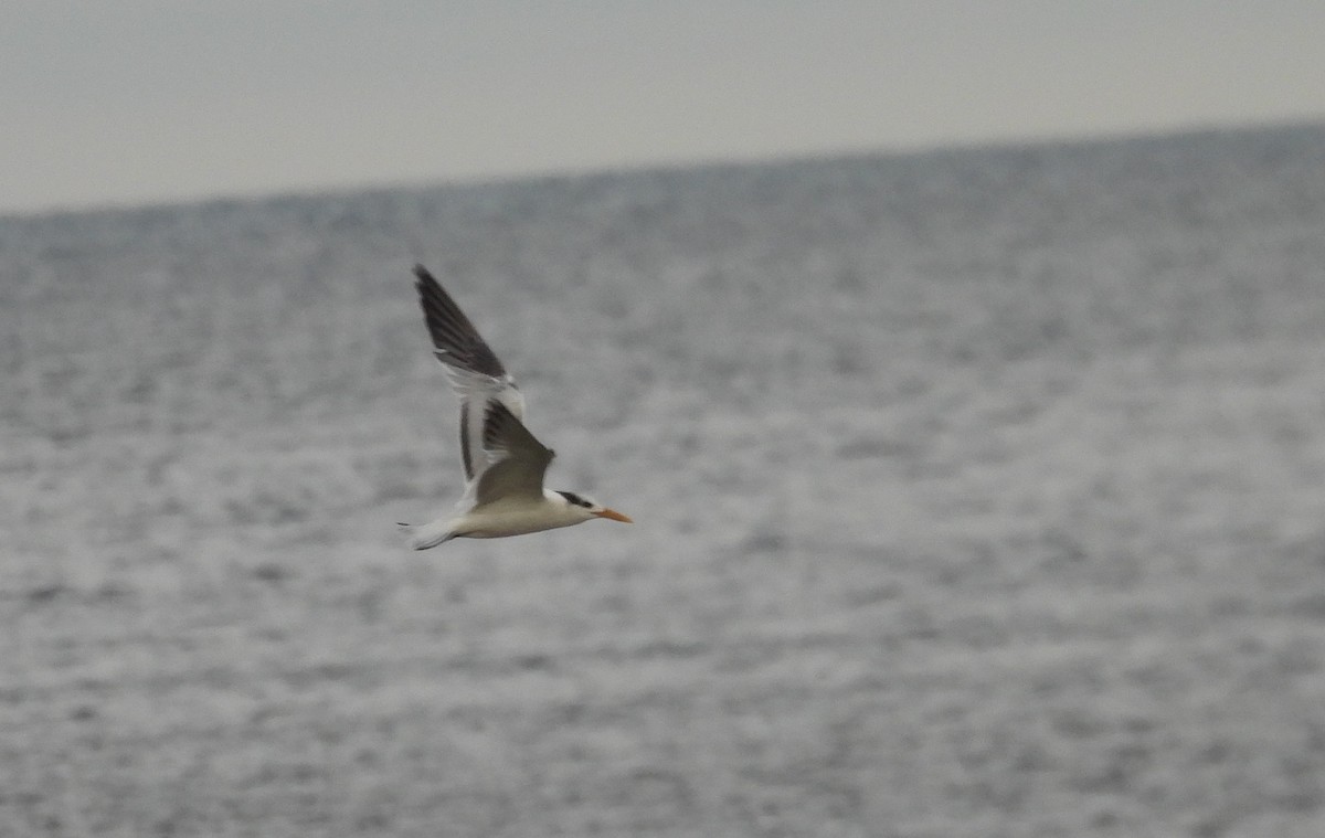 アメリカオオアジサシ - ML646301284