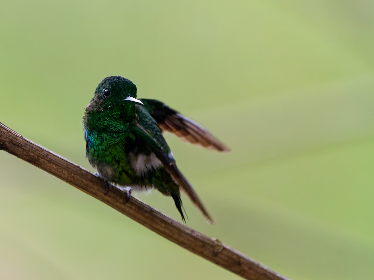 Green Thorntail - ML646301285