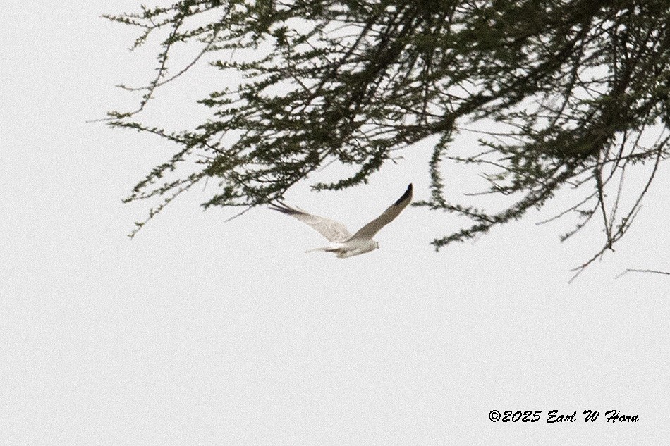 Aguilucho Papialbo - ML646301286