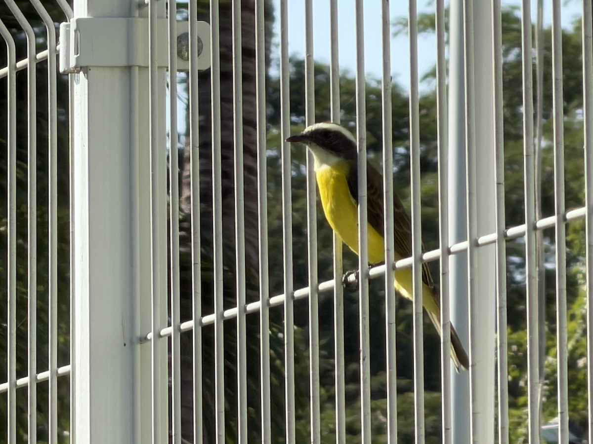 Great Kiskadee - ML646301289