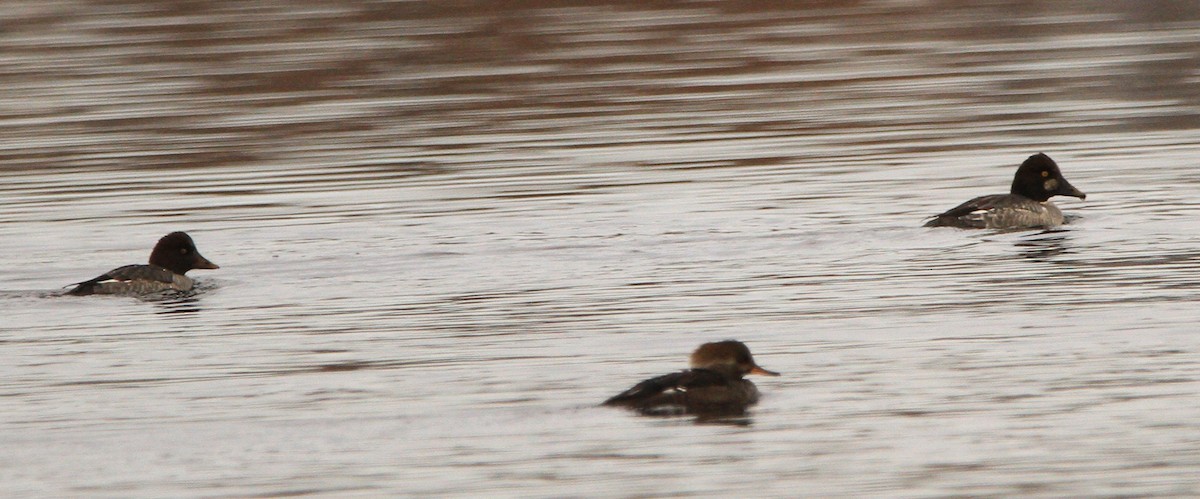 Common Goldeneye - ML646301290