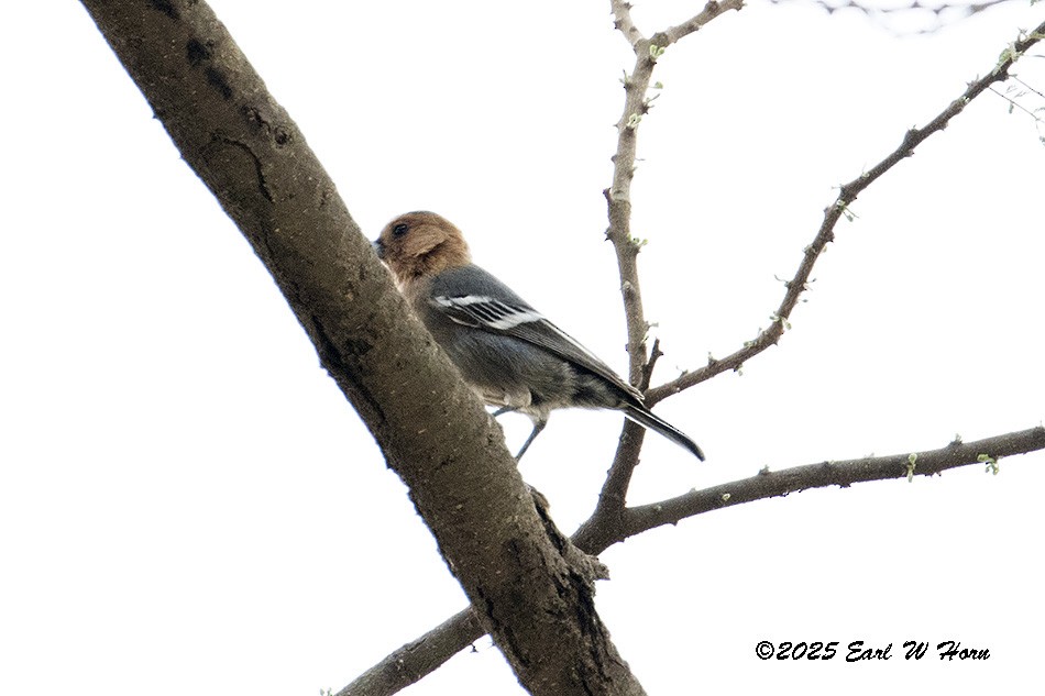 Red-throated Tit - ML646301306