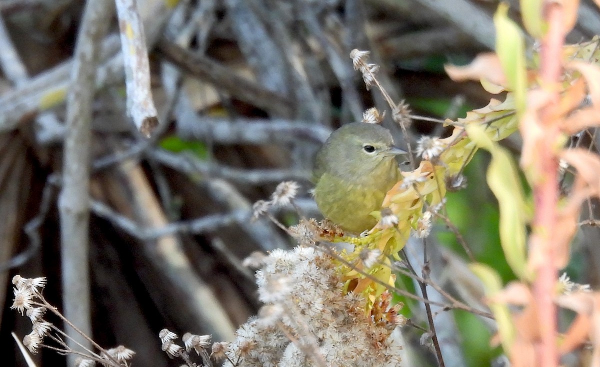 サメズアカアメリカムシクイ - ML646301307