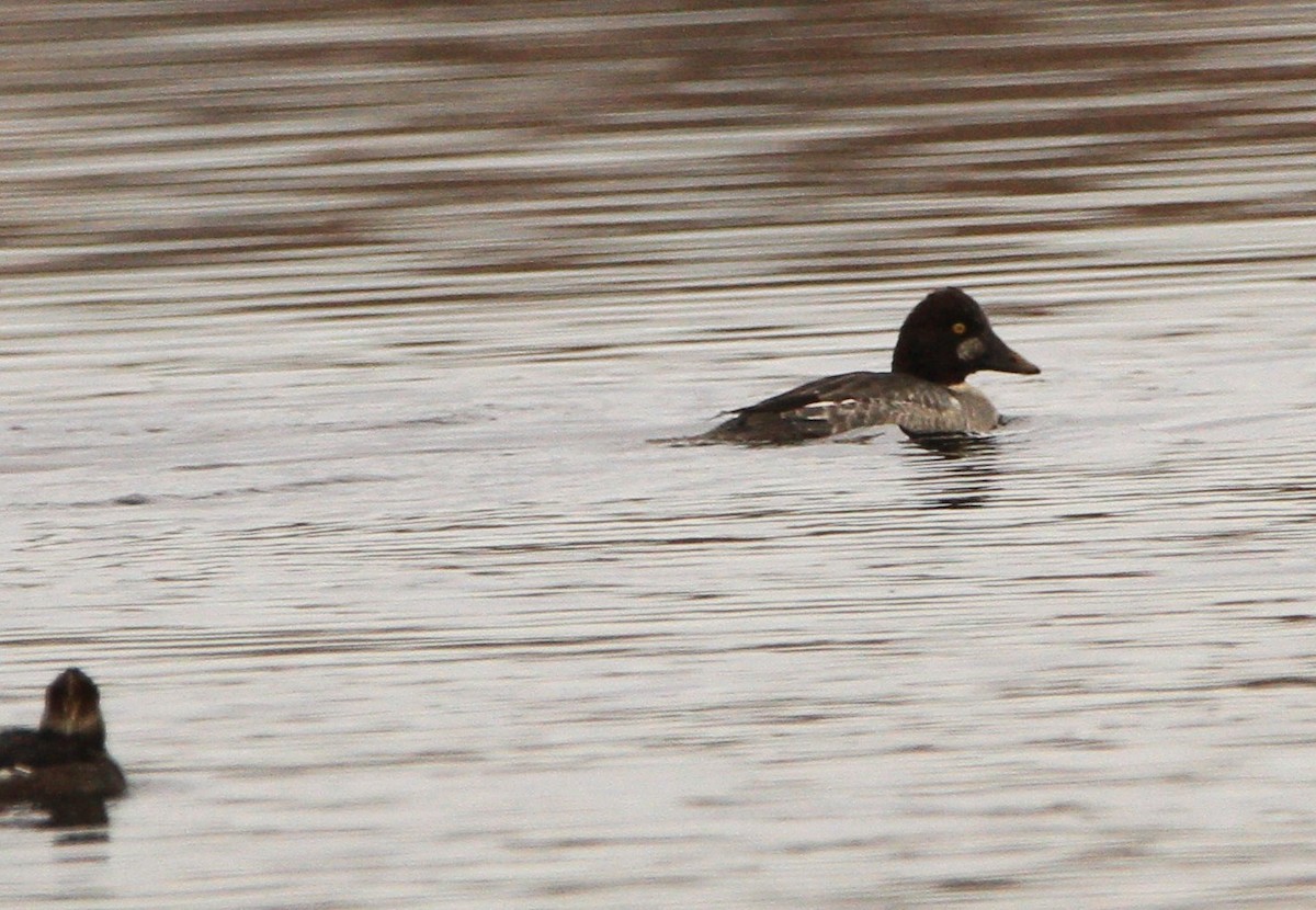 Common Goldeneye - ML646301309
