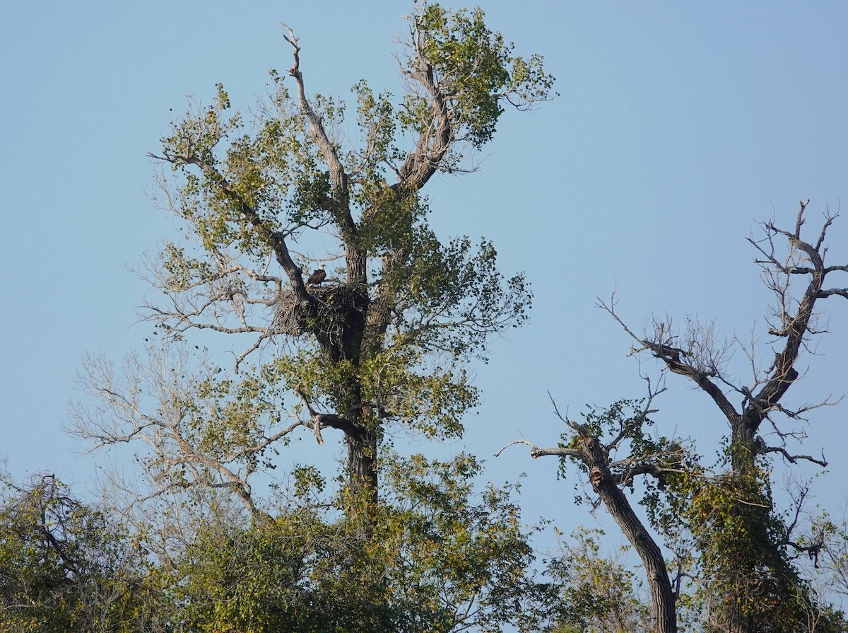 Bald Eagle - ML646301317