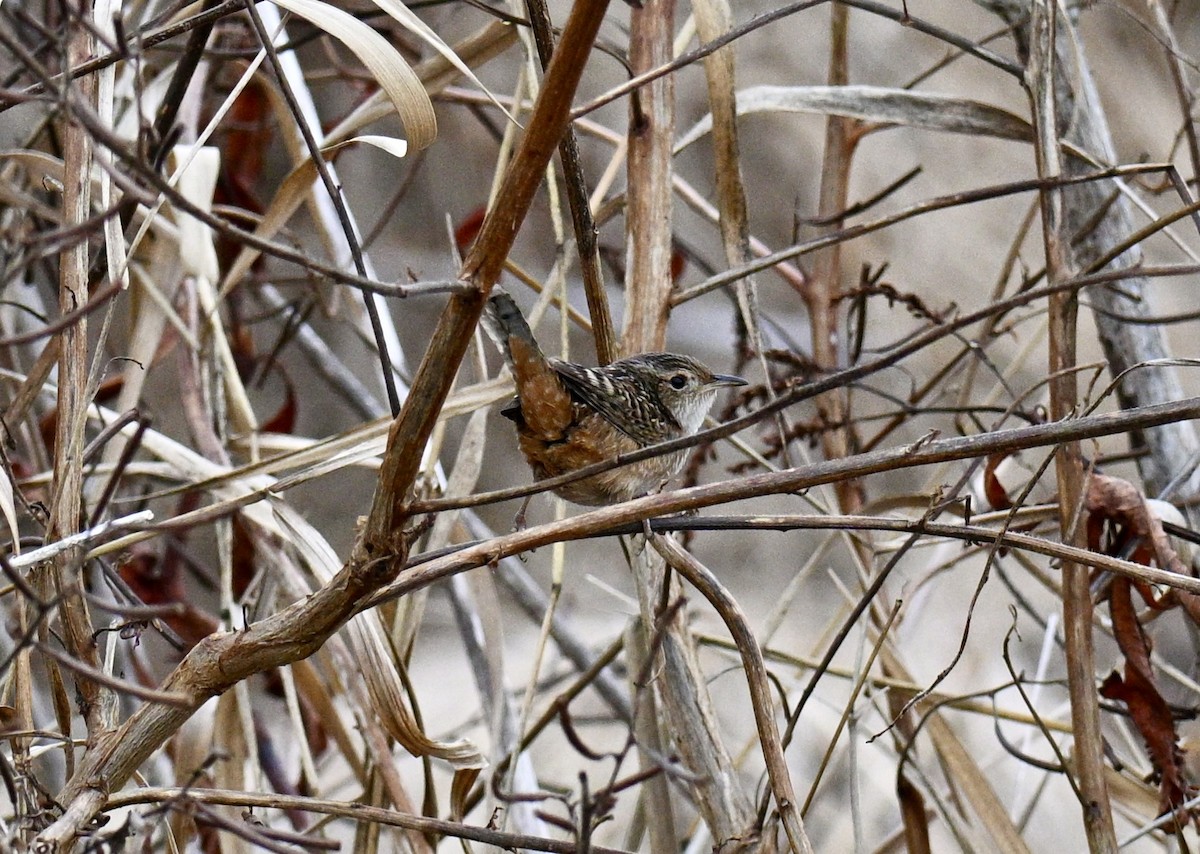 Sedge Wren - ML646301321