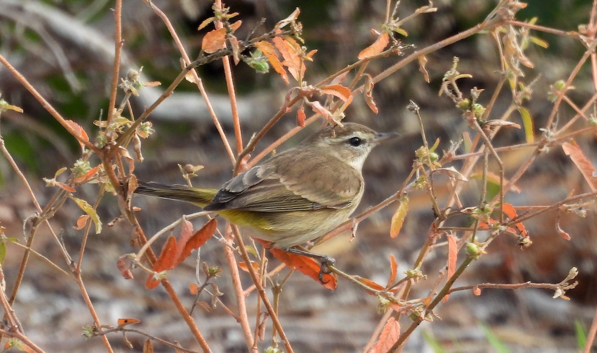 ヤシアメリカムシクイ - ML646301322
